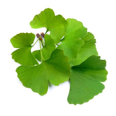 Ginkgo biloba