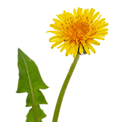 Löwenzahn