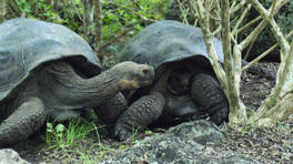 Galapagos - vom Land der Pinguine und Riesenschildkröten
