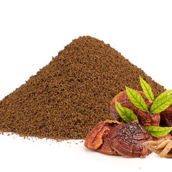 Zichorienkaffee mit Reishi und Shatavari